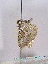 ( - TLMF Lep 00238)  @11 [ ] CreativeCommons - Attribution Non-Commercial Share-Alike (2010) Unspecified Tiroler Landesmuseen