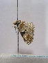 ( - TLMF Lep 00271)  @12 [ ] CreativeCommons - Attribution Non-Commercial Share-Alike (2010) Unspecified Tiroler Landesmuseen