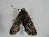  ( - TLMF Lep 00308)  @13 [ ] CreativeCommons - Attribution Non-Commercial Share-Alike (2010) Unspecified Tiroler Landesmuseen