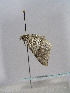  ( - TLMF Lep 00327)  @14 [ ] CreativeCommons - Attribution Non-Commercial Share-Alike (2010) Unspecified Tiroler Landesmuseen