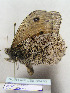  ( - TLMF Lep 00432)  @12 [ ] CreativeCommons - Attribution Non-Commercial Share-Alike (2010) Unspecified Tiroler Landesmuseen
