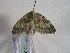  ( - TLMF Lep 00476)  @13 [ ] CreativeCommons - Attribution Non-Commercial Share-Alike (2010) Unspecified Tiroler Landesmuseen