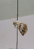  ( - TLMF Lep 00483)  @12 [ ] CreativeCommons - Attribution Non-Commercial Share-Alike (2010) Unspecified Tiroler Landesmuseen