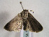  ( - TLMF Lep 00489)  @13 [ ] CreativeCommons - Attribution Non-Commercial Share-Alike (2010) Unspecified Tiroler Landesmuseen