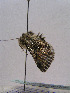  ( - TLMF Lep 00496)  @13 [ ] CreativeCommons - Attribution Non-Commercial Share-Alike (2010) Unspecified Tiroler Landesmuseen