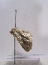  ( - TLMF Lep 00511)  @13 [ ] CreativeCommons - Attribution Non-Commercial Share-Alike (2010) Unspecified Tiroler Landesmuseen