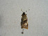  ( - TLMF Lep 00617)  @11 [ ] CreativeCommons - Attribution Non-Commercial Share-Alike (2010) Unspecified Tiroler Landesmuseen
