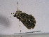  (Heterophysa - TLMF Lep 00687)  @13 [ ] CreativeCommons - Attribution Non-Commercial Share-Alike (2010) Unspecified Tiroler Landesmuseen