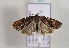  ( - TLMF Lep 00815)  @13 [ ] CreativeCommons - Attribution Non-Commercial Share-Alike (2010) Unspecified Tiroler Landesmuseen