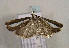  ( - TLMF Lep 00840)  @13 [ ] CreativeCommons - Attribution Non-Commercial Share-Alike (2010) Unspecified Tiroler Landesmuseen