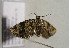  ( - TLMF Lep 00873)  @12 [ ] CreativeCommons - Attribution Non-Commercial Share-Alike (2010) Unspecified Tiroler Landesmuseen