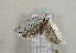  ( - TLMF Lep 00882)  @11 [ ] CreativeCommons - Attribution Non-Commercial Share-Alike (2010) Unspecified Tiroler Landesmuseen