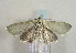  ( - TLMF Lep 00899)  @13 [ ] CreativeCommons - Attribution Non-Commercial Share-Alike (2010) Unspecified Tiroler Landesmuseen