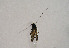  ( - TLMF Lep 01041)  @12 [ ] CreativeCommons - Attribution Non-Commercial Share-Alike (2010) Unspecified Tiroler Landesmuseen