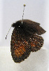  ( - TLMF Lep 01178)  @13 [ ] CreativeCommons - Attribution Non-Commercial Share-Alike (2010) Unspecified Tiroler Landesmuseen