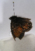  ( - TLMF Lep 01179)  @13 [ ] CreativeCommons - Attribution Non-Commercial Share-Alike (2010) Unspecified Tiroler Landesmuseen