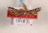 ( - TLMF Lep 01269)  @11 [ ] CreativeCommons - Attribution Non-Commercial Share-Alike (2010) Unspecified Tiroler Landesmuseen