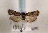  ( - TLMF Lep 01319)  @12 [ ] CreativeCommons - Attribution Non-Commercial Share-Alike (2010) Unspecified Tiroler Landesmuseen