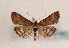  ( - TLMF Lep 01367)  @13 [ ] CreativeCommons - Attribution Non-Commercial Share-Alike (2010) Unspecified Tiroler Landesmuseen