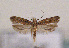  (Scrobipalpa salinella - TLMF Lep 01389)  @14 [ ] CreativeCommons - Attribution Non-Commercial Share-Alike (2010) Unspecified Tiroler Landesmuseen