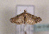  ( - TLMF Lep 01403)  @12 [ ] CreativeCommons - Attribution Non-Commercial Share-Alike (2010) Unspecified Tiroler Landesmuseen