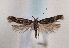 (Scrobipalpa feralella - TLMF Lep 01418)  @14 [ ] CreativeCommons - Attribution Non-Commercial Share-Alike (2010) Unspecified Tiroler Landesmuseen