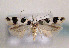  ( - TLMF Lep 01423)  @13 [ ] CreativeCommons - Attribution Non-Commercial Share-Alike (2010) Unspecified Tiroler Landesmuseen
