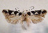 ( - TLMF Lep 01424)  @13 [ ] CreativeCommons - Attribution Non-Commercial Share-Alike (2010) Unspecified Tiroler Landesmuseen