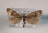  ( - TLMF Lep 01429)  @13 [ ] CreativeCommons - Attribution Non-Commercial Share-Alike (2010) Unspecified Tiroler Landesmuseen