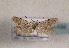  ( - TLMF Lep 01436)  @11 [ ] CreativeCommons - Attribution Non-Commercial Share-Alike (2010) Unspecified Tiroler Landesmuseen
