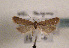  (Acompsia pyrenaella - TLMF Lep 01446)  @14 [ ] CreativeCommons - Attribution Non-Commercial Share-Alike (2010) Unspecified Tiroler Landesmuseen