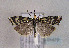  (Chrysocrambus craterella - TLMF Lep 01472)  @13 [ ] Copyright  TLMF 2010 Unspecified