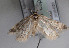  ( - TLMF Lep 01480)  @13 [ ] Copyright  TLMF 2010 Unspecified