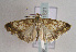  (Evergestis dumerlei - TLMF Lep 01521)  @14 [ ] Copyright  TLMF 2010 Unspecified