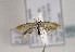  (Pleurota punctella - TLMF Lep 01586)  @13 [ ] Copyright  TLMF 2010 Unspecified