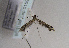  ( - TLMF Lep 01594)  @12 [ ] Copyright  TLMF 2010 Unspecified