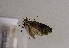  ( - TLMF Lep 01634)  @12 [ ] Copyright  TLMF 2010 Unspecified