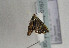  ( - TLMF Lep 01674)  @12 [ ] Copyright  TLMF 2010 Unspecified
