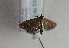  ( - TLMF Lep 01683)  @13 [ ] Copyright  TLMF 2010 Unspecified