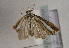  ( - TLMF Lep 01707)  @12 [ ] Copyright  TLMF 2010 Unspecified