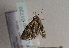  ( - TLMF Lep 01720)  @13 [ ] Copyright  TLMF 2010 Unspecified