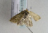  ( - TLMF Lep 01785)  @12 [ ] Copyright  TLMF 2010 Unspecified