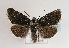  (Sympistis nigrita - TLMF Lep 01841)  @13 [ ] Copyright  TLMF 2010 Unspecified
