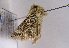  (Euchalcia italica - TLMF Lep 01946)  @12 [ ] Copyright  TLMF 2010 Unspecified