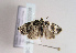  ( - TLMF Lep 02038)  @12 [ ] Copyright  TLMF 2013 Unspecified