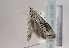  ( - TLMF Lep 02120)  @11 [ ] Copyright  TLMF 2095 Unspecified