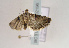  ( - TLMF Lep 02196)  @12 [ ] Copyright  TLMF 2171 Unspecified