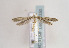  ( - TLMF Lep 02330)  @12 [ ] Copyright  TLMF 2011 Unspecified