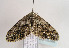  ( - TLMF Lep 02386)  @11 [ ] Copyright  TLMF 2011 Unspecified