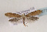  (Euhyponomeutoides albithoracellus - TLMF Lep 02732)  @14 [ ] Copyright  TLMF 2012 Unspecified